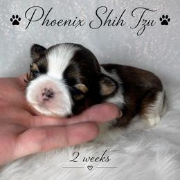 Holding for breeder - Tricolor female Shih Tzu puppy in Hayden, Idaho from Phoenix Shih Tzu