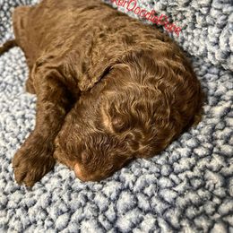 Goldendoodle and Poodle Puppies from SnickerDoodlePups