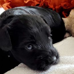 Assorted Doodle Crosses from Cottons Pups