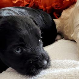 Assorted Doodle Crosses from Cottons Pups