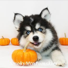 MJ SALE 3900 - Black and white female Pomsky puppy in Christiana, Tennessee from Smoky Mountain Pomskies