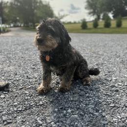 Ava - Bernedoodle
