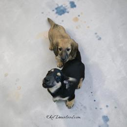 Morgan - Black and cream male Dachshund puppy in Oklahoma City, Oklahoma from OkieDoxieland Dachshunds