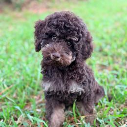 Rosie - Phantom female Poodle puppy in Liberty, Texas from Poodles and Doodles Most Excellent Adventures