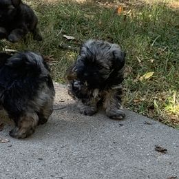 Havanese Puppies from Havanese If You Please