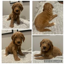 Red Abstract Boy - Red  male Goldendoodle puppy in Lancaster, South Carolina from Silver Hill Farm SC
