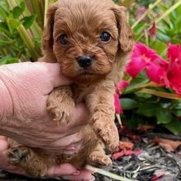 Ruby - Red female Cavapoo puppy in Whitehouse, Texas from Primrose Pups