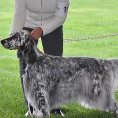 English Setters from Cyndi's English Setters