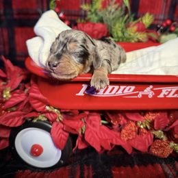 Comet - Dapple male Dachshund puppy in Colbert, Georgia from Southern Drawl Dachshunds