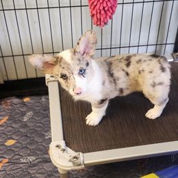 American Corgi, Cane Corso, Pembroke Welsh Corgi, and Rhodesian Ridgeback Puppies from Diamondcrest Inc