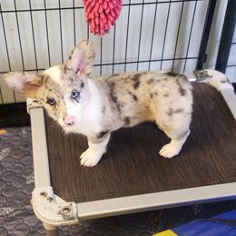 American Corgi, Cane Corso, Pembroke Welsh Corgi, and Rhodesian Ridgeback Puppies from Diamondcrest Inc