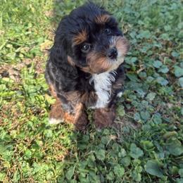 Bruce - Black and tan male Cavapoo puppy in Fayette County, Ohio from Happy Tails