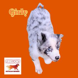 Girly - Blue merle female Australian Shepherd puppy in Arlington, Texas from Firelight Australian Shepherds