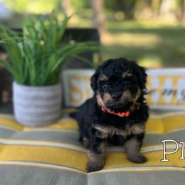 Bernedoodle Puppies from Cobble Creek Puppies