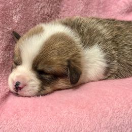 Blue collar - Fawn male Pembroke Welsh Corgi puppy in Oxford, Pennsylvania from K&S Quality Pembroke Welsh Corgi’s