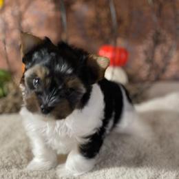 Peddles-4200 AKC - Black tan and white female Biewer Terrier puppy in Douglas, Georgia from Heartland small breeds