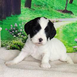 Rosie - Black and white female Cavapoo puppy in Marshfield, Missouri from Clearview Kennels