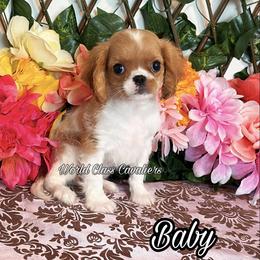 Baby - Blenheim female Cavalier King Charles Spaniel puppy in Hollywood, Florida from World Class Cavaliers