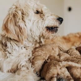 Cavapoos, Goldendoodles, and Poodles from Pitter Patter Puppies