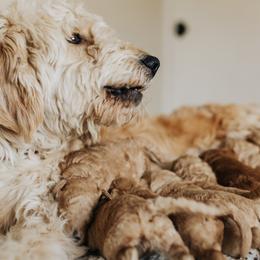 Cavapoos, Goldendoodles, and Poodles from Pitter Patter Puppies
