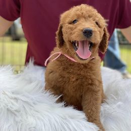 Goldendoodles from Tally GoldenDoodles, LLC