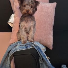 MJ - Yorkshire Terrier