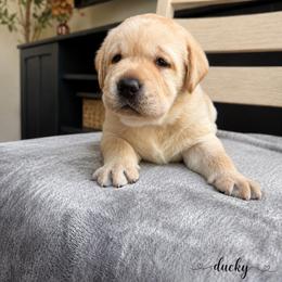 Ducky (Guardian) - Yellow female Labrador Retriever puppy in Amery, Wisconsin from Cornerstone Retrievers