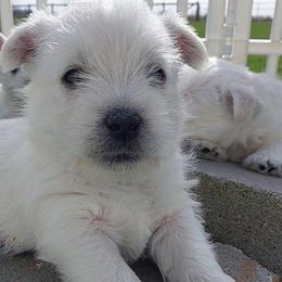 Red Boy - White male West Highland White Terrier puppy in Macy, Indiana from Country Grove Breeding LLC