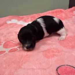 Mini Cakes staying here - Piebald female Dachshund puppy in Irving, Texas from DFW Dachshunds by G & S