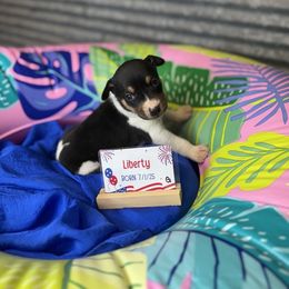 Liberty - Black white and tan female Rat Terrier puppy in Cushing, Oklahoma from Northwoods Rat Terriers