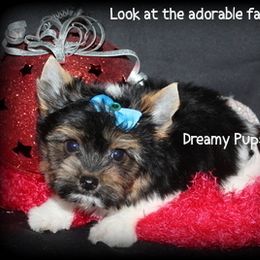 AKC Pine  2250 - Black tan and white male Biewer Terrier puppy in Kennesaw, Georgia from Dreamy Pups