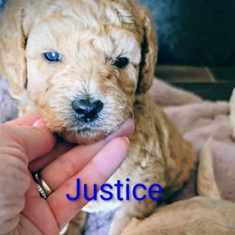 Justice - Apricot male Goldendoodle puppy in Red Oak, Iowa from Fisher Pups-Stay Golden with a Doodle