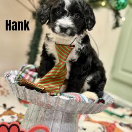 Hank - Black and white male Bernedoodle puppy in Winfield, Alabama from Rose Lane Doodles