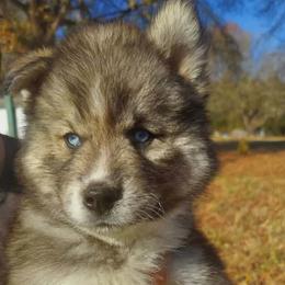 Siberian Husky Puppies from StormVale Siberian Huskies