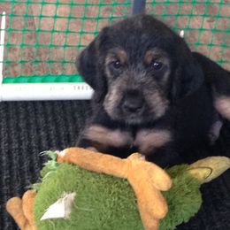 Otterhound Puppies from Blue Fairy Otterhounds