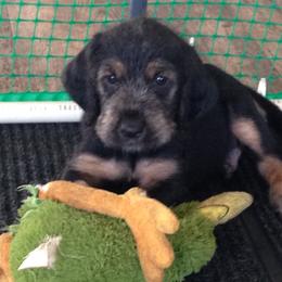 Otterhound Puppies from Blue Fairy Otterhounds
