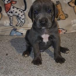 Bentley - Blue male Great Dane puppy in Walker, Louisiana from La Rebel Danes