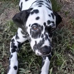 Dalmatians from Shelbys Pawsome Dalmatians