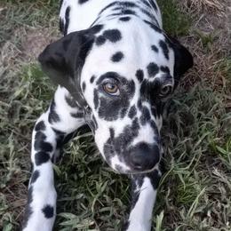 Dalmatians from Shelbys Pawsome Dalmatians