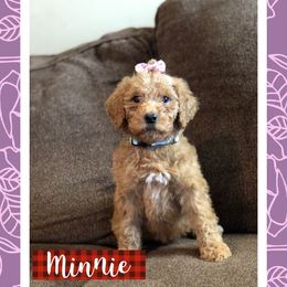 Aussiedoodle, Bernedoodle, and Poodle Puppies from Megan’s Spoiled Standards