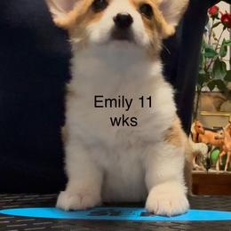 Emily - Red female Pembroke Welsh Corgi puppy in Billings, Montana from Eaglerock Kennel