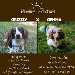 Dachshund puppies from Amber's Flock Homestead