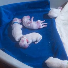 Forrest (blue collar) - White male Maltese puppy in Belleville, Michigan from Michigan Maltese Puppies