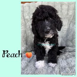 Peach - Tri-color female Bernedoodle puppy in Godwin, North Carolina from Farm Sweet Farm Doodles