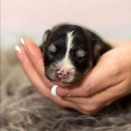 Zoey - Tri-color female Pomsky puppy in Sumter, South Carolina from Emerald Skies Pomskies