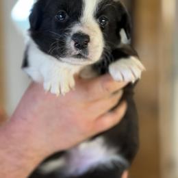 Jasmine - Black and white female Cardigan Welsh Corgi puppy in Washington, Arkansas from Foxy Knoll Farm