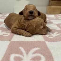 Red - Red  female Goldendoodle puppy in Shingle Springs, California from Creamy Retrievers