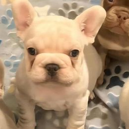 Cream boy - Cream male French Bulldog puppy in Denison, Texas from Lovemyfrenchies – Stoddard Frenchbulldog's
