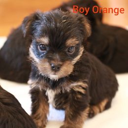 Yorkshire Terrier Puppies from JosRora Yorkies