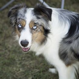 Miniature Australian Shepherds and Toy Australian Shepherds from Wellington Ranch Aussies